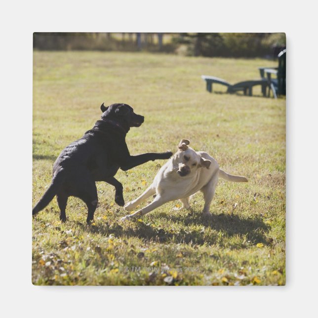 Íman Cães tocando (Frente)
