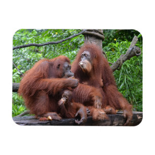 Íman Café da manhã com o Zoológico Orangutans de Sin