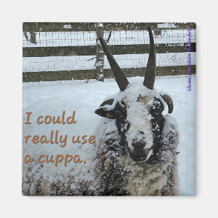 Íman Café Ovelha Magneta #1 - Precioso