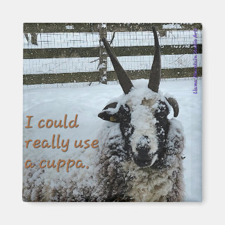 Íman Café Ovelha Magneta #1 - Precioso