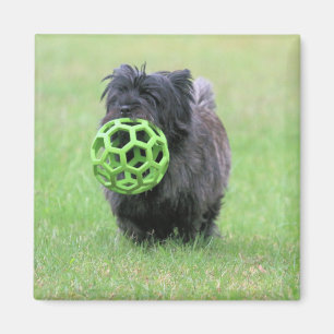 Íman Cairn terrier