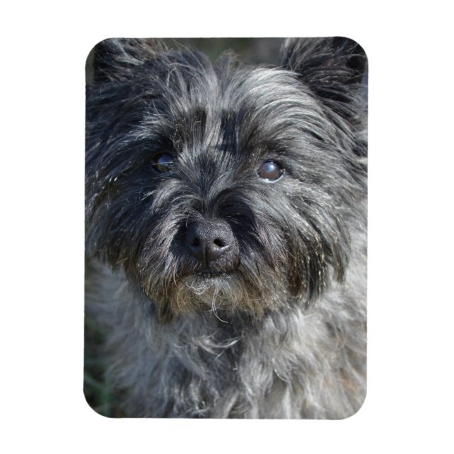 Íman Cairn Terrier Face (Vertical)
