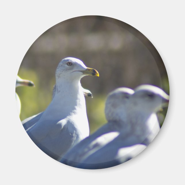 Íman Caivota em um trilho (Frente)