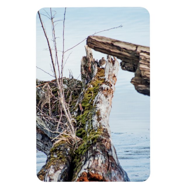 Íman Caixa de Visualização (Vertical)