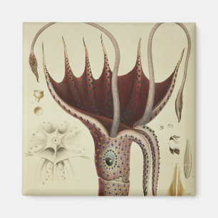 Íman Calamar, Pl.2 'de Histoire Naturelle