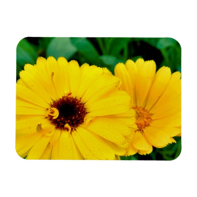 Íman Calendula Officinalis (Horizontal)
