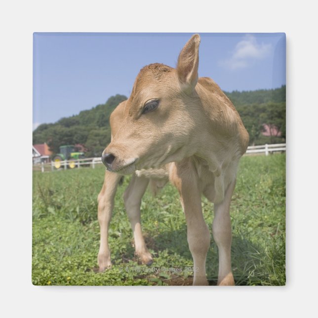 Íman Calf em pé (Frente)