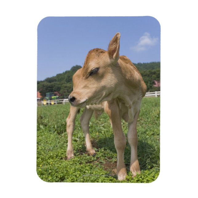 Íman Calf em pé (Vertical)