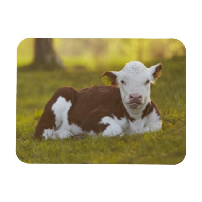 Íman Calf Resting (Horizontal)