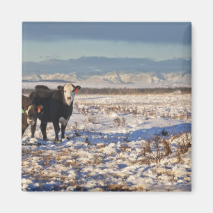 Íman calgário, alberta, canadá