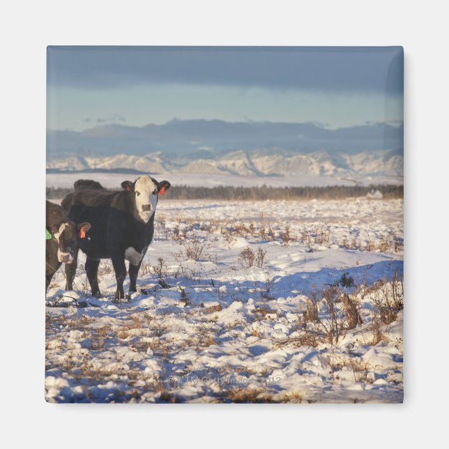 Íman calgário, alberta, canadá (Frente)