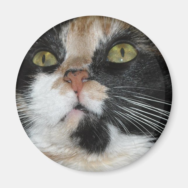 Íman Calico Cat (Frente)
