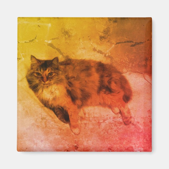 Íman Calico Cat Magnet (Frente)