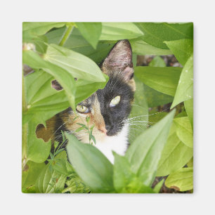 Íman Calico Cat nos Zinnias