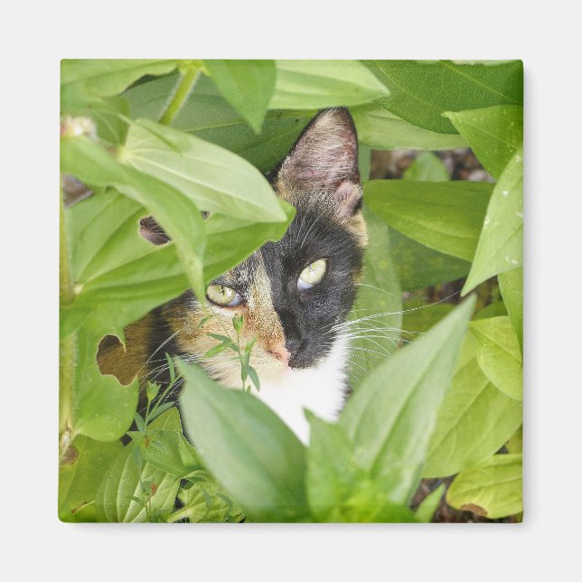 Íman Calico Cat nos Zinnias (Frente)