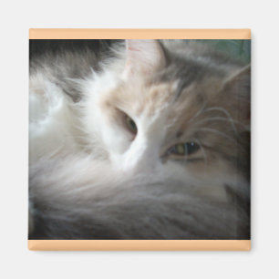 Íman Calico com sono