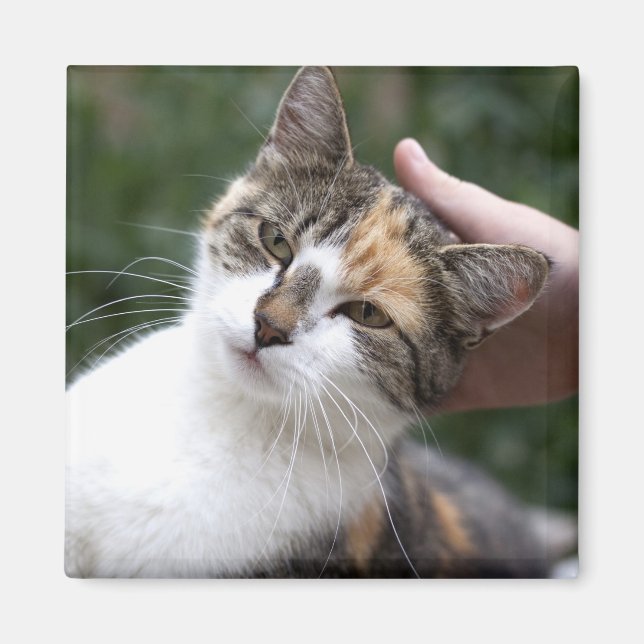 Íman Calico Gosta De Um Traço (Frente)