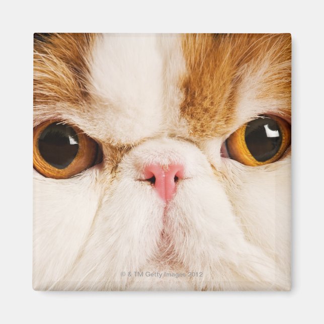 Íman Calico Harlequin Persa (Frente)