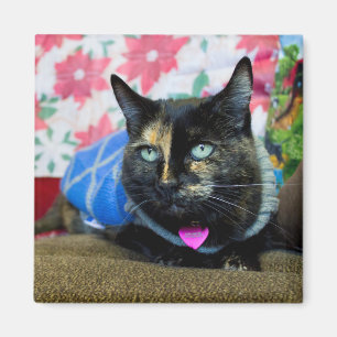 Íman Calico III