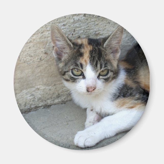 Íman Calico Kitten (Frente)