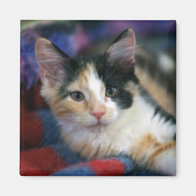 Íman Calico Kitten, Bolota (Frente)