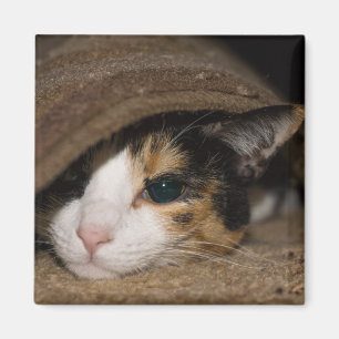 Íman Calico Taco