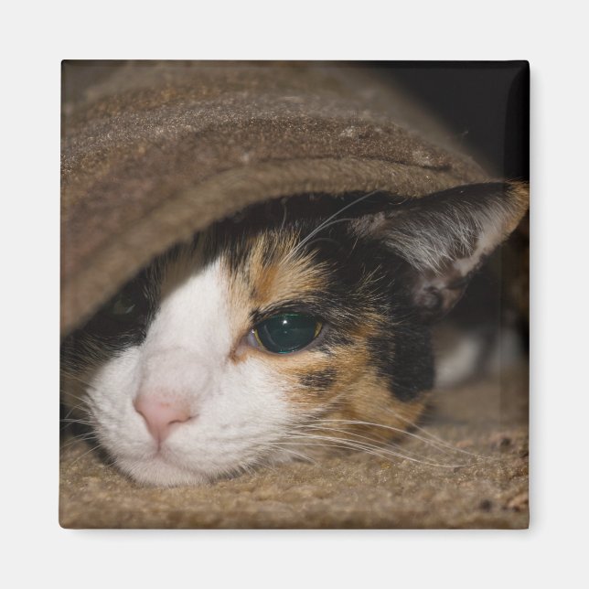 Íman Calico Taco (Frente)