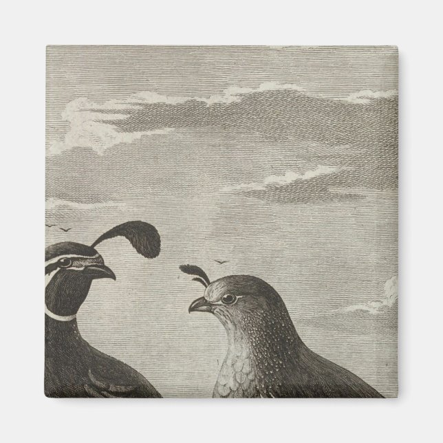 Íman Califórnia (Frente)