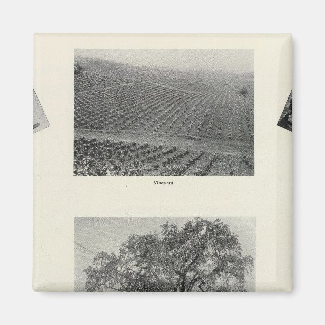 Íman Califórnia 4 (Frente)