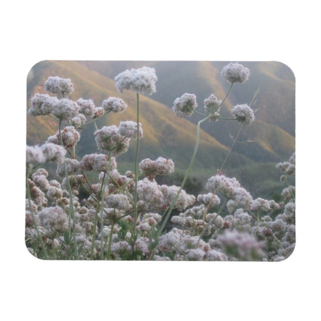 Íman California Bucktrigo (Horizontal)