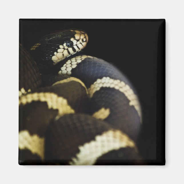 Íman California King Cobra Magnet (Frente)