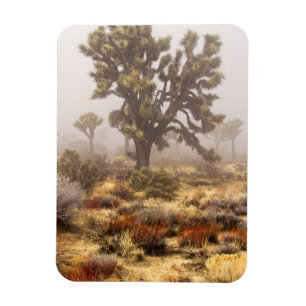 Íman Califórnia: Monumento Nacional Joshua Tree,