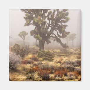 Íman Califórnia: Monumento Nacional Joshua Tree,