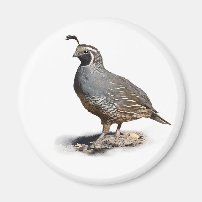 ÍMAN CALIFORNIA QUAIL (Frente)