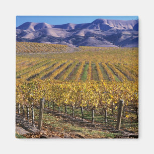 Íman Califórnia, San Luis Obispo County, Edna Valley