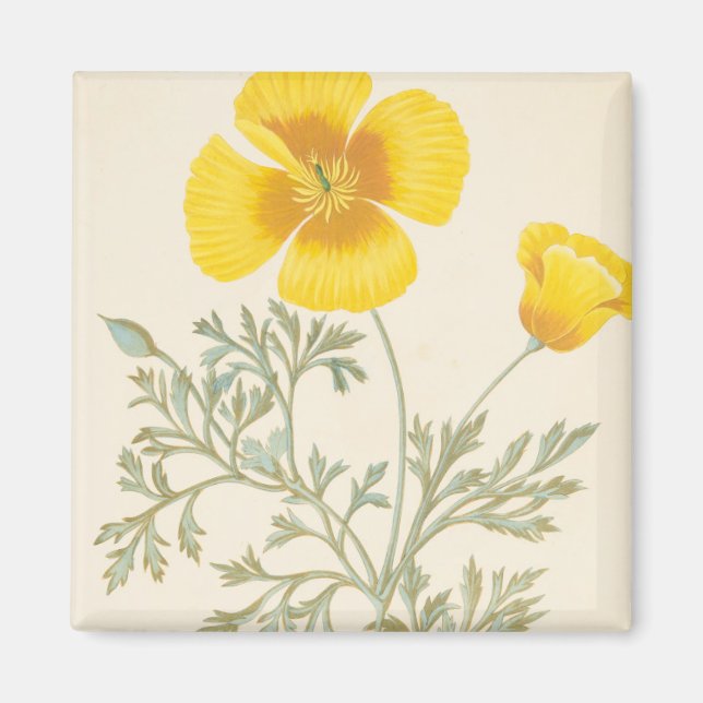 Íman californiano Eschscholtzia (Frente)