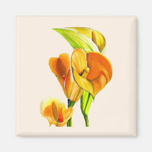 Íman Calla lily blosom aquoso floral