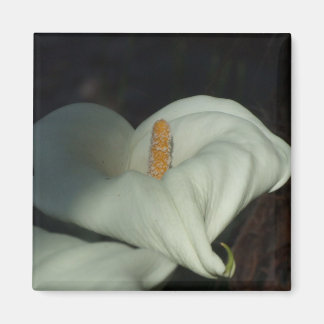 Íman Calla Lily Dawn