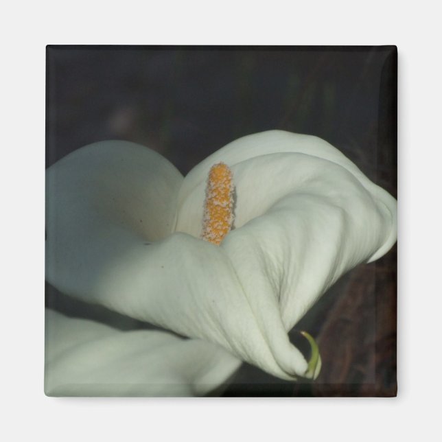 Íman Calla Lily Dawn (Frente)