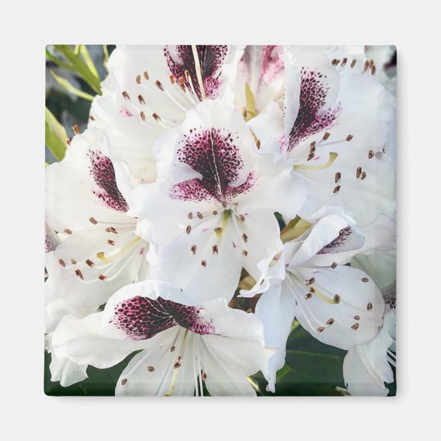 Íman Calsap Rhododendrons (Frente)