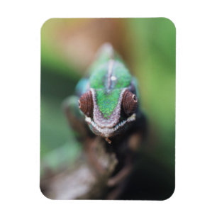 Íman Camaleão-pantera-de-barras-vermelhas de Madagascar