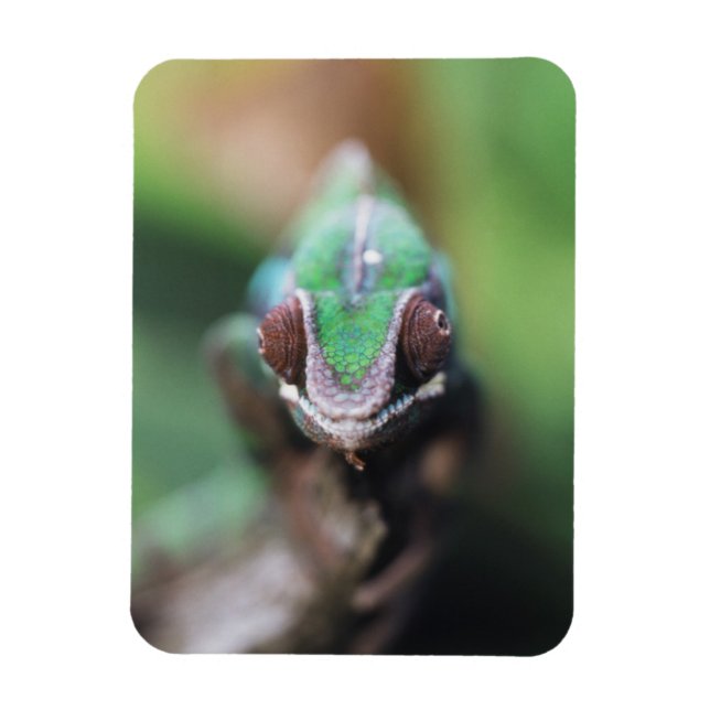 Íman Camaleão-pantera-de-barras-vermelhas de Madagascar (Vertical)