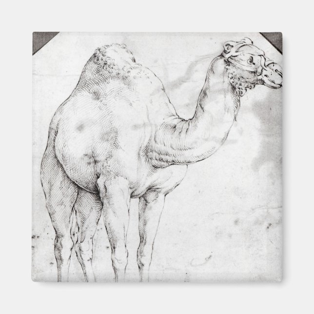 Íman Camel (Frente)