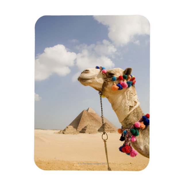 Íman Camel com Pirâmides Giza, Egito (Vertical)