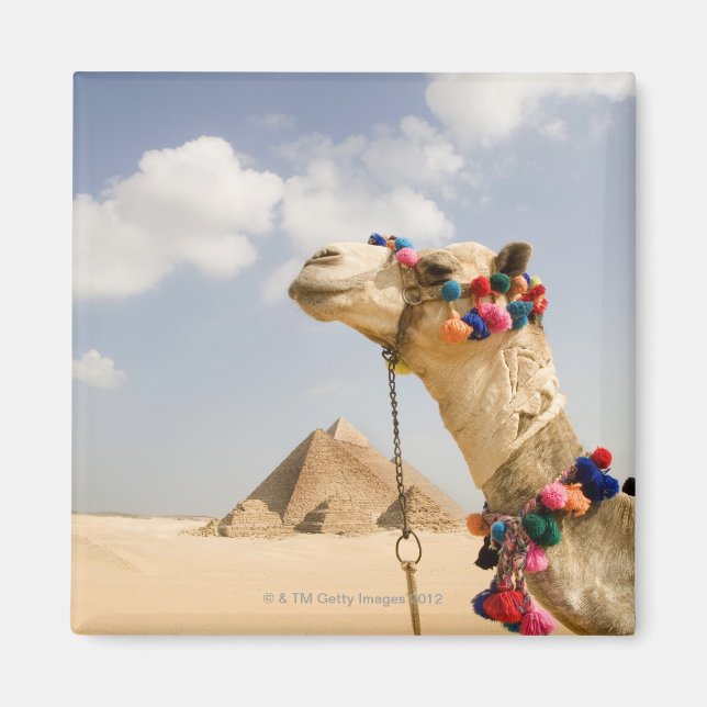 Íman Camel com Pirâmides Giza, Egito (Frente)