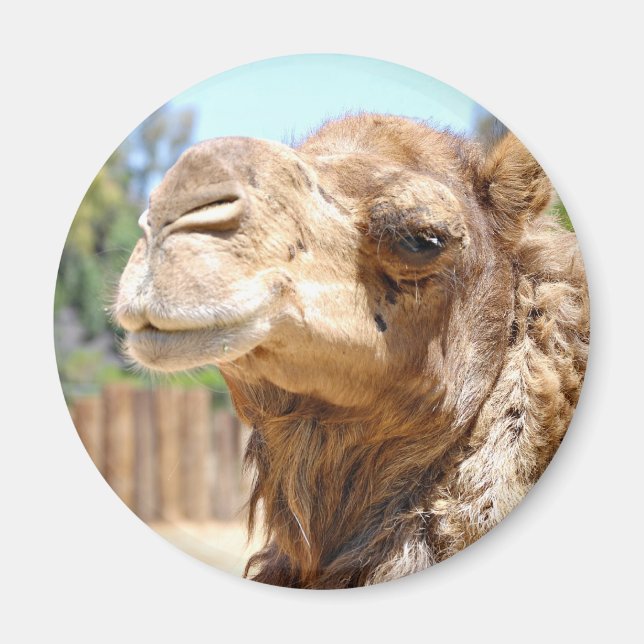 Íman Camel Magnet (Frente)