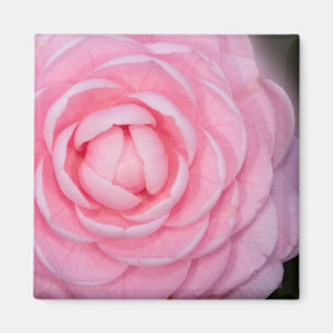 Íman Camélia cor-de-rosa da perfeição