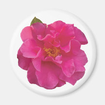Camélia Rosa Fúcsia Floral Realista