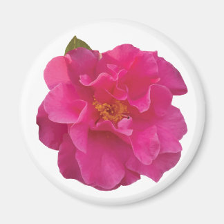 Íman Camélia Rosa Fúcsia Floral Realista