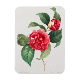 Íman Camélia Variegada, Pierre-Joseph Redouté, 1833